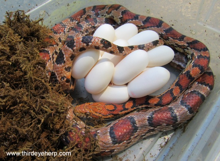 Okeetee Corn Snake